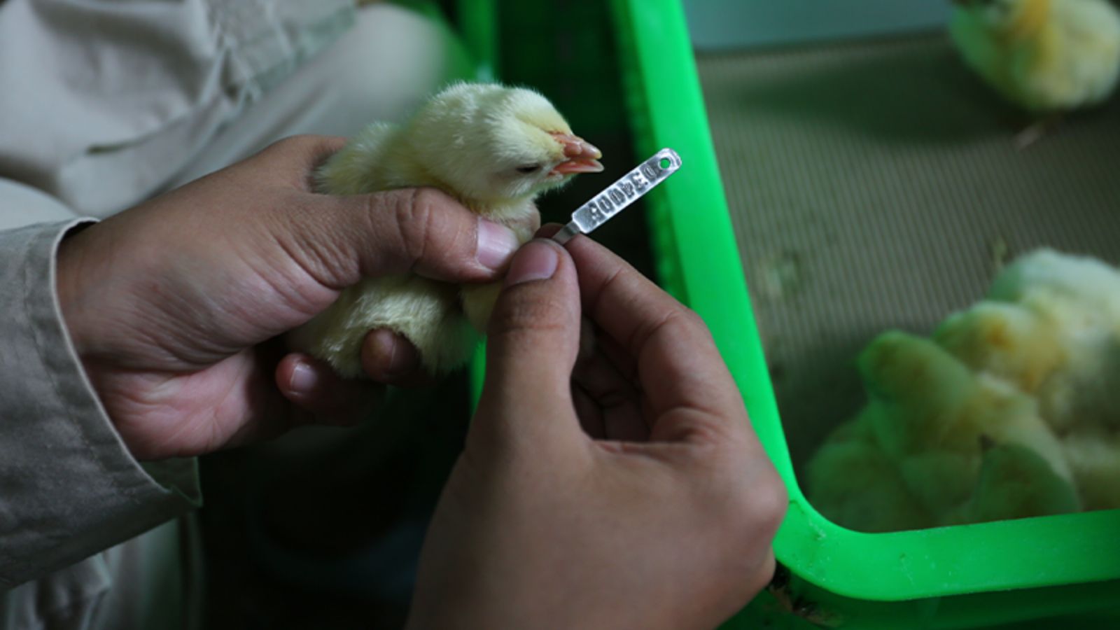 Коммерческие фермы и дистрибьюторы белых бройлеров
   