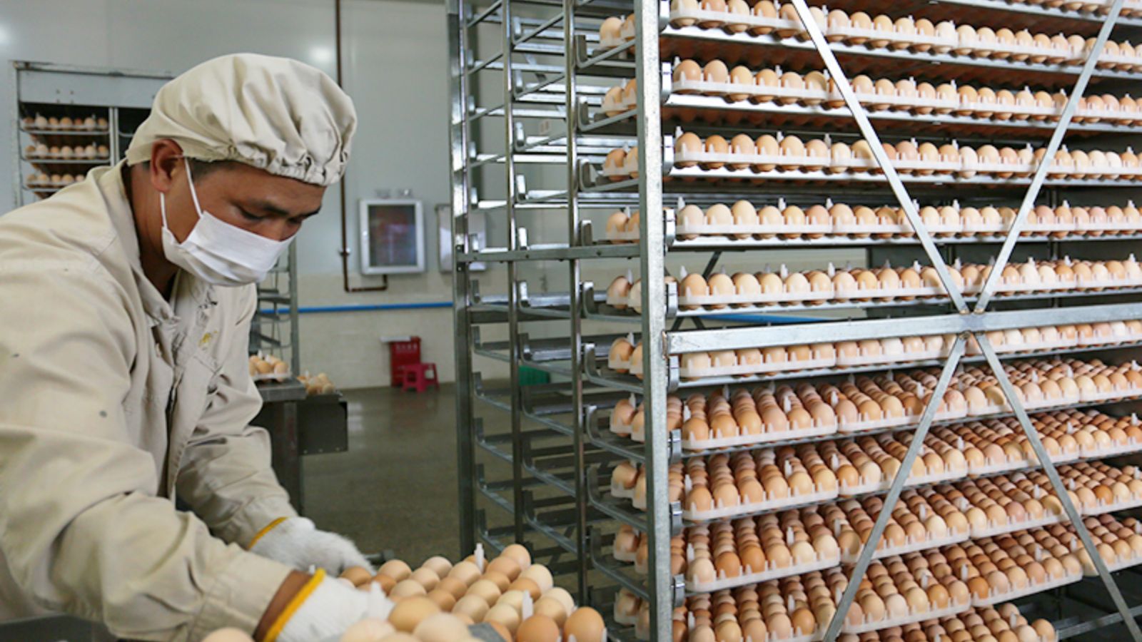 Компании по инкубаторию и поставке цыплят
   