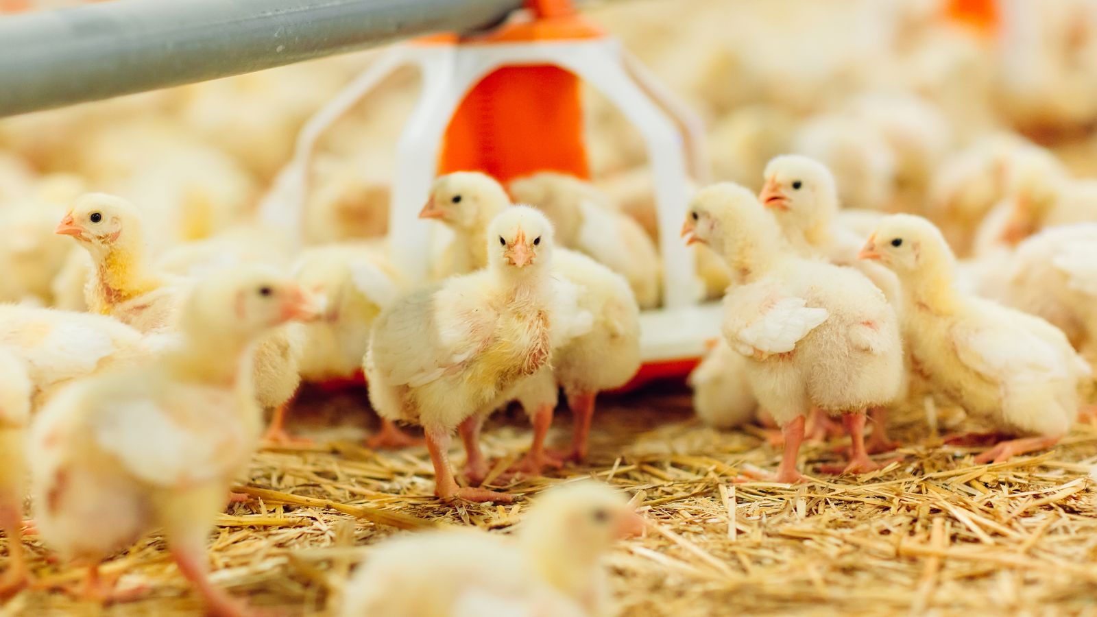 Сценарии применения технологий
   