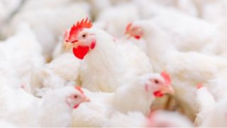 Брошюра Шаньдун, Guangming, май 2025 г.    