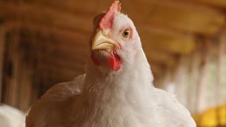 Цели продуктивности и характеристики питания родительского стада Guangming No. 2, май 2025 г.   