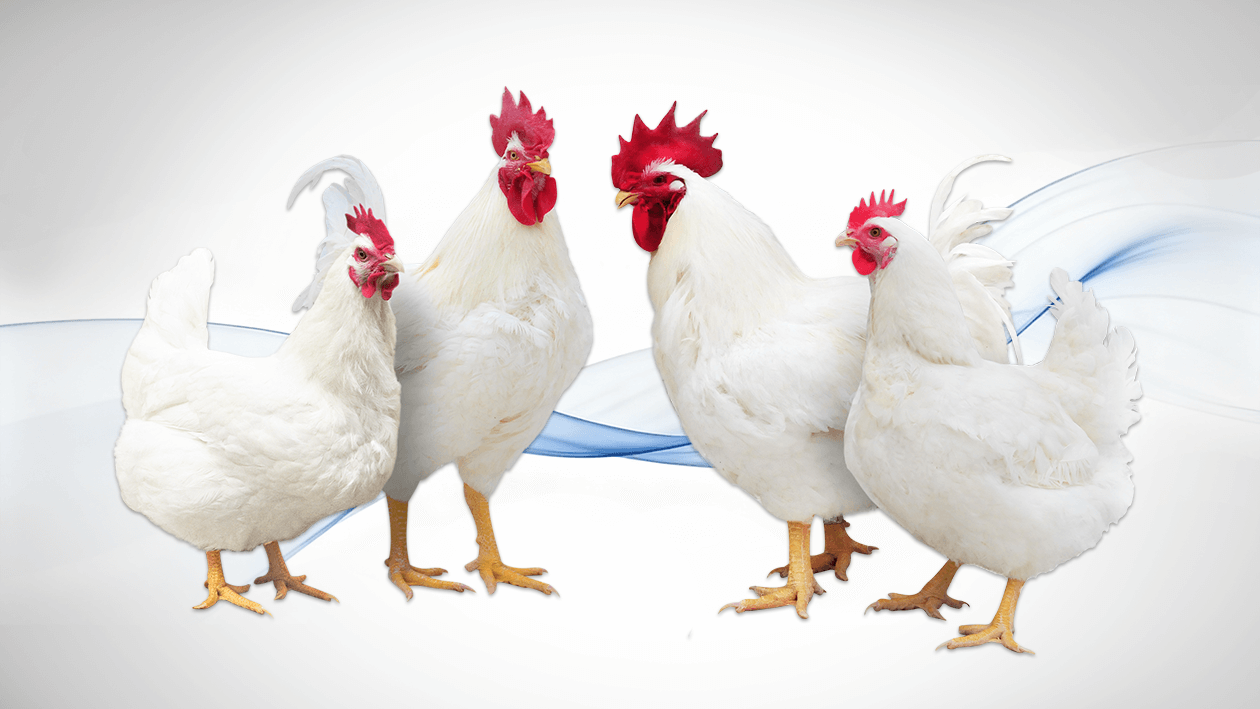 Guangming No. 2 · Куры-производители прародителей