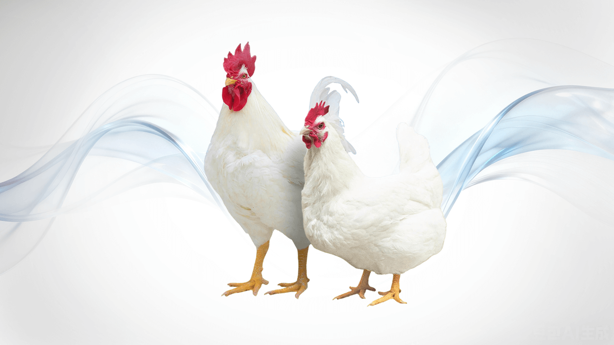 Guangming No. 2 · Куры-производители