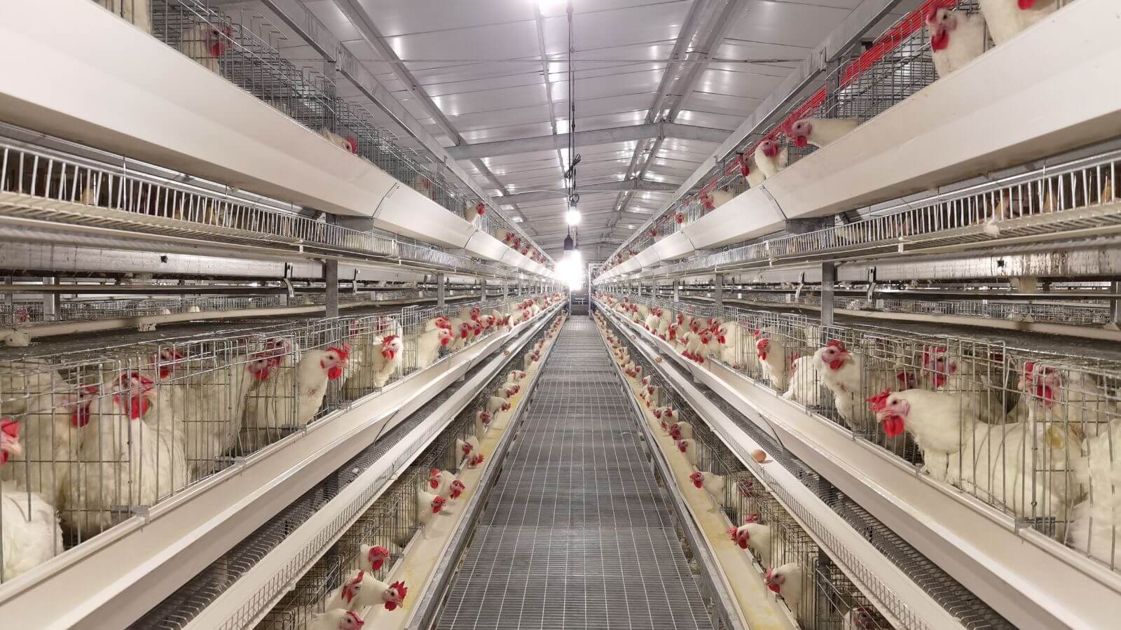 Сбор селекционного материала.
   